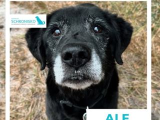 ALF2