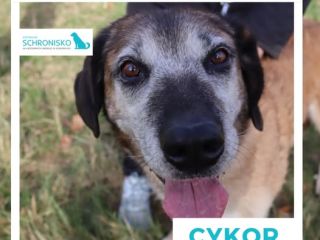 Kopia cykor 1