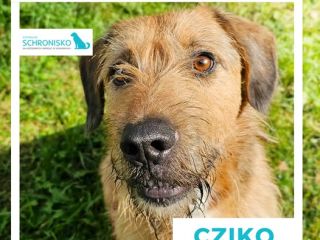 c_320_240_16777215_0_0_images_Kopia_cziko_2.jpg