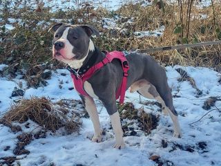 Fiodor2