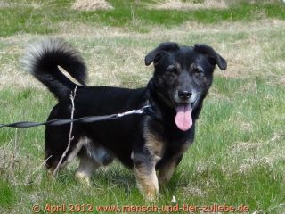 Balu