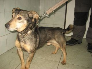 Bruno