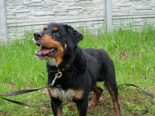 Hank Max