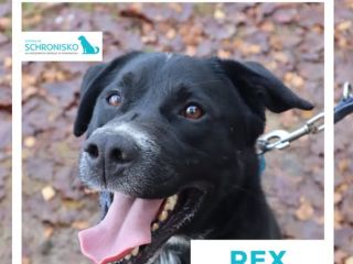 c_320_240_16777215_0_0_images_psy_REX_rex_insta.jpg