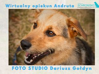 Andrut