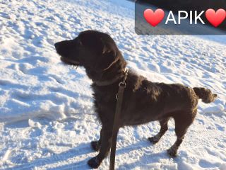 Apik7