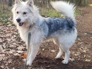 Azor