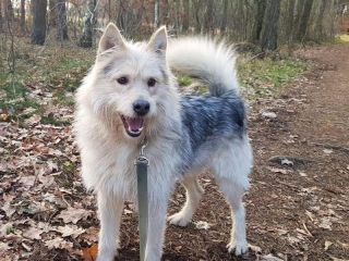 Azor 2a