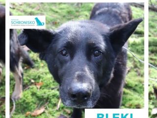 Bleki
