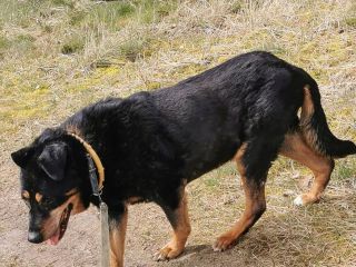 Bohun 006