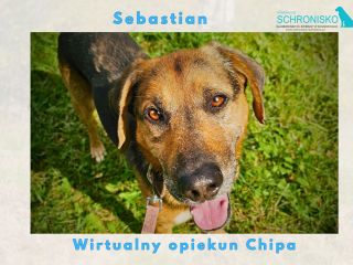 Wirtualny opiekun Chipa