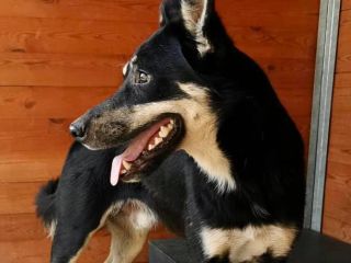 Colo