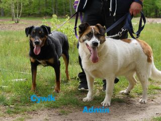 Cywik 6