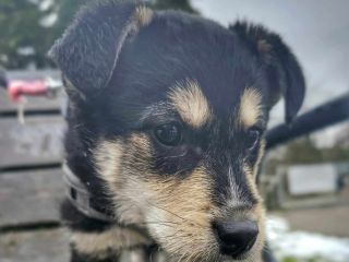 Elvis
