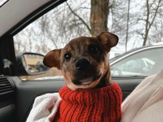 Gizmo 1