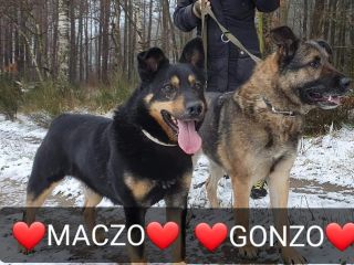 Gonzo 7