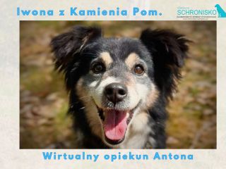 Wirtualny opiekun Antona
