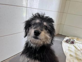 Gufi