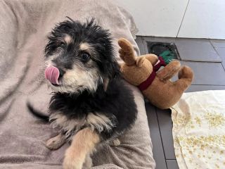 Gufi2