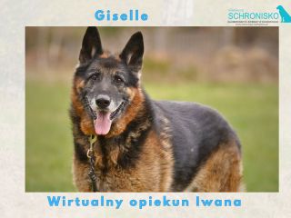 Wirtualny opiekun Iwana