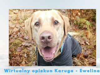 c_320_240_16777215_0_0_images_psy_psy_Karug_Wirtualny_opiekun_Karuga.png