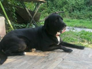 Lester