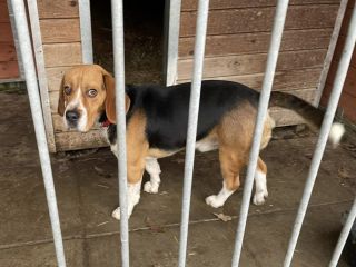 Beagle