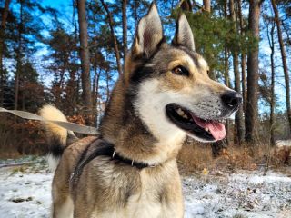 c_320_240_16777215_0_0_images_psy_psy_ODYN_Odynek_10.12.2022_Sara__kopia.jpg