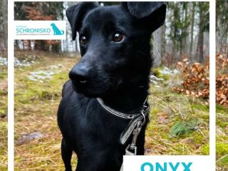 Onyx1
