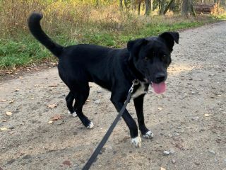 c_320_240_16777215_0_0_images_psy_psy_PIORUN_3_29.10.2022.jpg