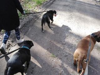 piorun 5