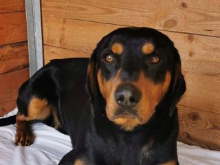 Ralf1