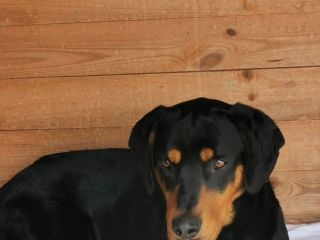 Ralf2