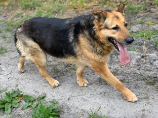 Tadek