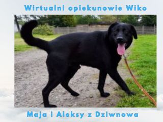 c_320_240_16777215_0_0_images_psy_psy_WIKO_Wirtualny_opiekun_Wiko.jpg