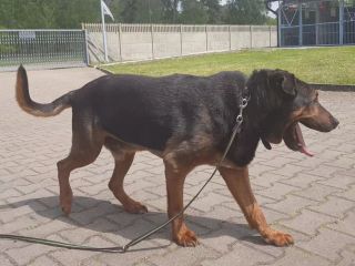 Dżeki 2