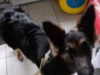 Alta