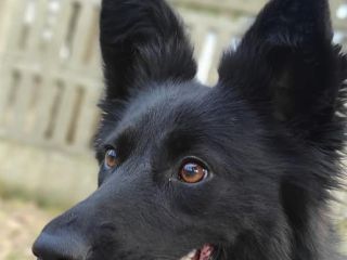 Bella