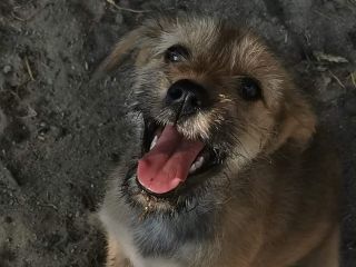 Bibi 2