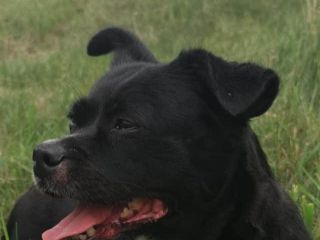 Dora3