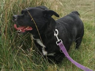 Dora4