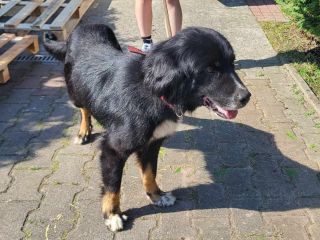 Frela