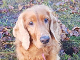 Kajla