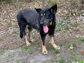Majka