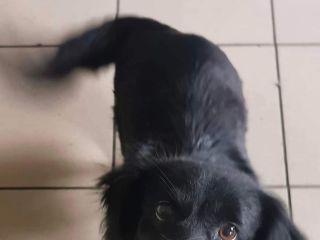 Pipi22 01