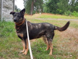 c_320_240_16777215_0_0_images_psy_suczki_Rene_Rene_21_sierpień_2022.jpg