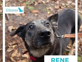 rene 1