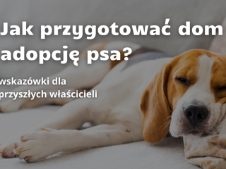 Jak przygotować dom na adopcję psa