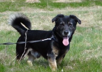 Balu