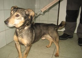 Bruno
